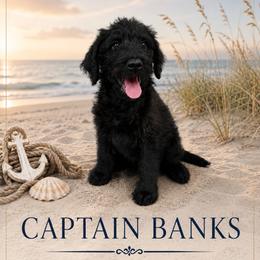Captain Banks - Black male Double Doodle puppy in Whitsett, North Carolina from Rock Creek Doodles NC