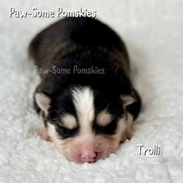 Trolli - Black and white male Pomsky puppy in Krum, Texas from Paw-Some Pomskies
