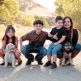 Bernedoodles, Golden Aussiedoodles, and Goldendoodles from Vallevistadoodles