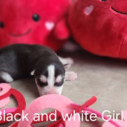 Black and White Girl 1 - Black and white female Siberian Husky puppy in Jonesboro, Arkansas from L & A Animal House Siberian Huskies