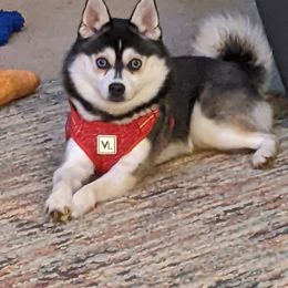 Apollo - Alaskan Klee Kai