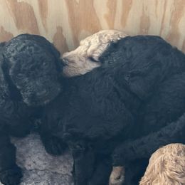 Poodles from Pine Street Poodles