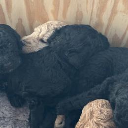 Poodles from Pine Street Poodles