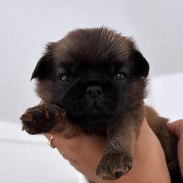 Pink - Red female Brussels Griffon puppy in Austin, Texas from Griffs & Co.