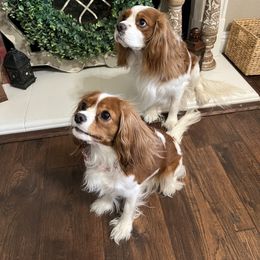 Cavalier King Charles Spaniel Puppies from Countryside Royalty Cavaliers