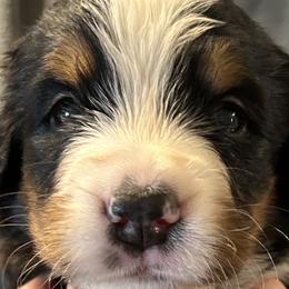 Boy 5 - Bernese Mountain Dog puppy in Port Huron, Michigan from Thumb Coast Bernese