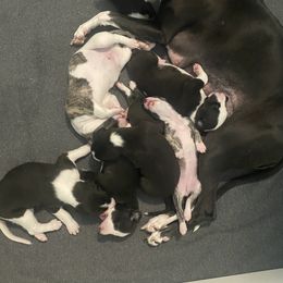Whippet Puppies from Infinity Whippets