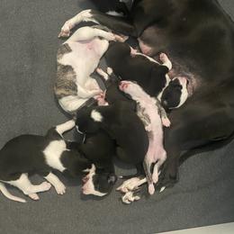 Whippet Puppies from Infinity Whippets