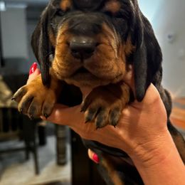 Black and Tan Coonhound Puppies from Classic Coonhounds