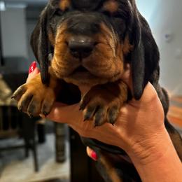 Black and Tan Coonhound Puppies from Classic Coonhounds