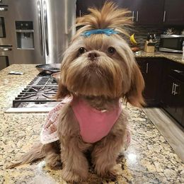 Bella - Shih Tzu