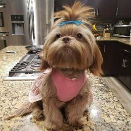 Bella - Shih Tzu