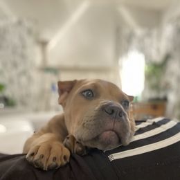 Cane Corso Puppies from Samantha Jackson