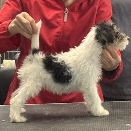 Girl 2 - White tan and black female Wire Fox Terrier puppy in Hermitage, Pennsylvania from Alisteen Wires