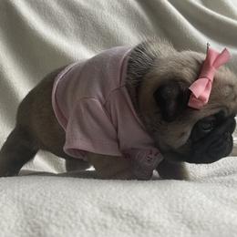 Bulldog and Pug Puppies from Love that bulldog lewter family