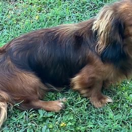 Sampson - Dachshund