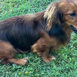 Sampson - Dachshund