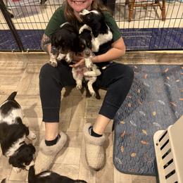 English Springer Spaniel Puppies from Stormin Pine and Prairie Springers