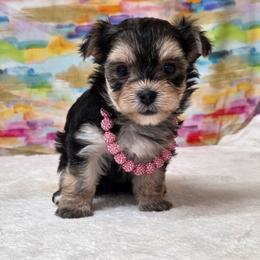 Dolly - Black & tan tri-color female Morkie puppy in Monticello, Iowa from Ashley’s Puppies