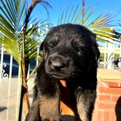 Bravo - Black and red male German Shepherd puppy in Whitewater, California from Vom Haus Metzler Shepherds