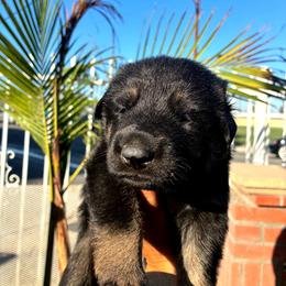 Bravo - Black and red male German Shepherd puppy in Whitewater, California from Vom Haus Metzler Shepherds