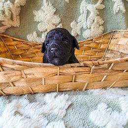 Berry - Black male Cockapoo puppy in Stillwater, Oklahoma from Cowboy Country Cockapoos