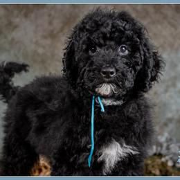 Blanc - Black and white male Bernedoodle puppy in Connersville, Indiana from Deaz Doodle Ranch