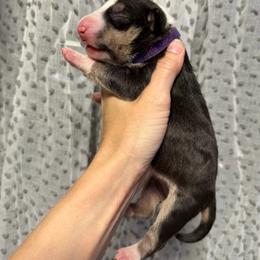 Purple collar - Black tan and white female Miniature Bull Terrier puppy in Port Charlotte, Florida from Cloud Nine Ranch Bullies