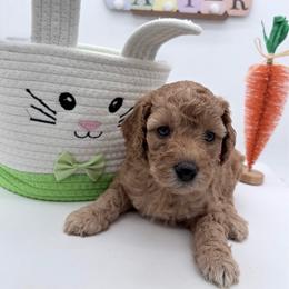 Orange Venus - Red  female Goldendoodle puppy in Cincinnati, Ohio from KSchott Kennels