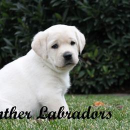 Labrador Retriever Puppies from Günther Labradors