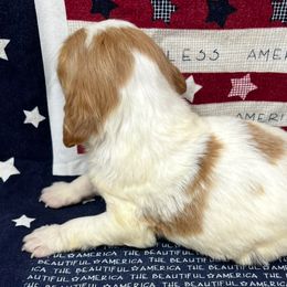 Sadie boy 9 - Orange and white male Brittany puppy in Floyd Knobs, Indiana from Cross Creek Brittanys