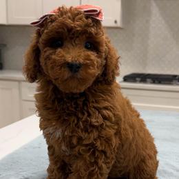 Amber - Red  female Goldendoodle puppy in Herriman, Utah from Rose canyon doodles
