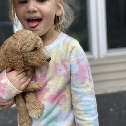 Goldendoodle Puppies from Diller Doodle Pups