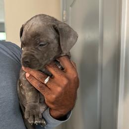 Girl 3 - Gray female Cane Corso puppy in Waldorf, Maryland from Myles High Dog Club