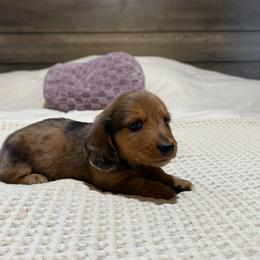 Dapple boy 2 - Dapple male Dachshund puppy in Defuniak Springs, Florida from Anastasia Knight's Cocker Spaniels
