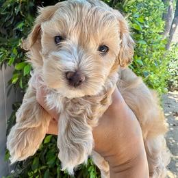 Purple (Lizzy) - Apricot female Maltipoo puppy in San Diego, California from Amanda Tsoi - Golden Maltipoo Pups