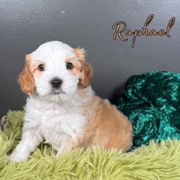 Raphael - Apricot male Australian Labradoodle puppy in Decatur, Alabama from Southern Meadows Doodles