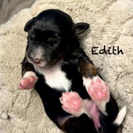 Edith - Black female Bordoodle puppy in Mancos, Colorado from Mesa View Puppies