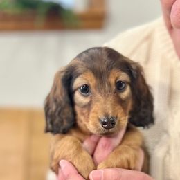 Darla - Red female Dachshund puppy in Seattle, Washington from Sandstone Dachshunds