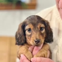 Darla - Red female Dachshund puppy in Seattle, Washington from Sandstone Dachshunds