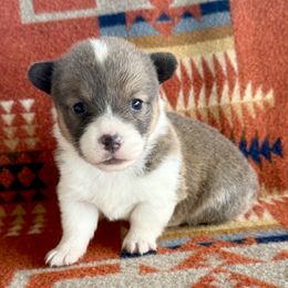 Poppy - Sable female American Corgi puppy in Okeechobee, Florida from HotShot Kennels