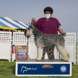 Giant Schnauzers from Frostbite Giant Schnauzers