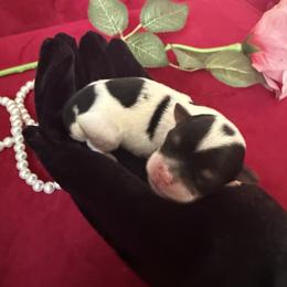 Benz - Black & tan tri-color male Morkie puppy in Pennsauken, New Jersey from Noir Luxe Litters of NJ