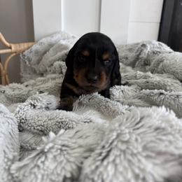 Kanga - Black and tan female Dachshund puppy in Vancouver, Washington from Cascade Minis