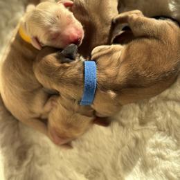 Dachshund Puppies from Hillside Hounds