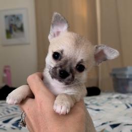Marv - Fawn male Chihuahua puppy in Spring Hill, Florida from Stardom Chihuahuas & CKCS