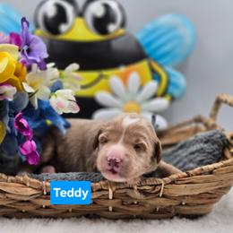 Teddy - Apricot male Goldendoodle puppy in Summerville, South Carolina from Channys Doodles