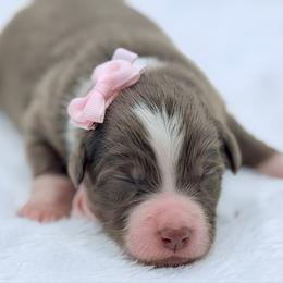 Pink collar - Red tri-color female Aussiedoodle puppy in 32046, Florida from River Hill Ranch