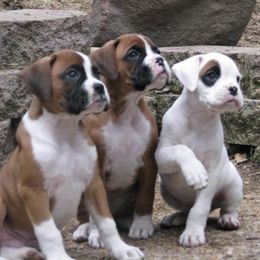 Boxer Puppies from Minstrel Boxers