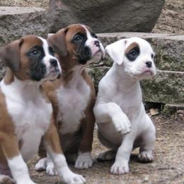Boxer Puppies from Minstrel Boxers